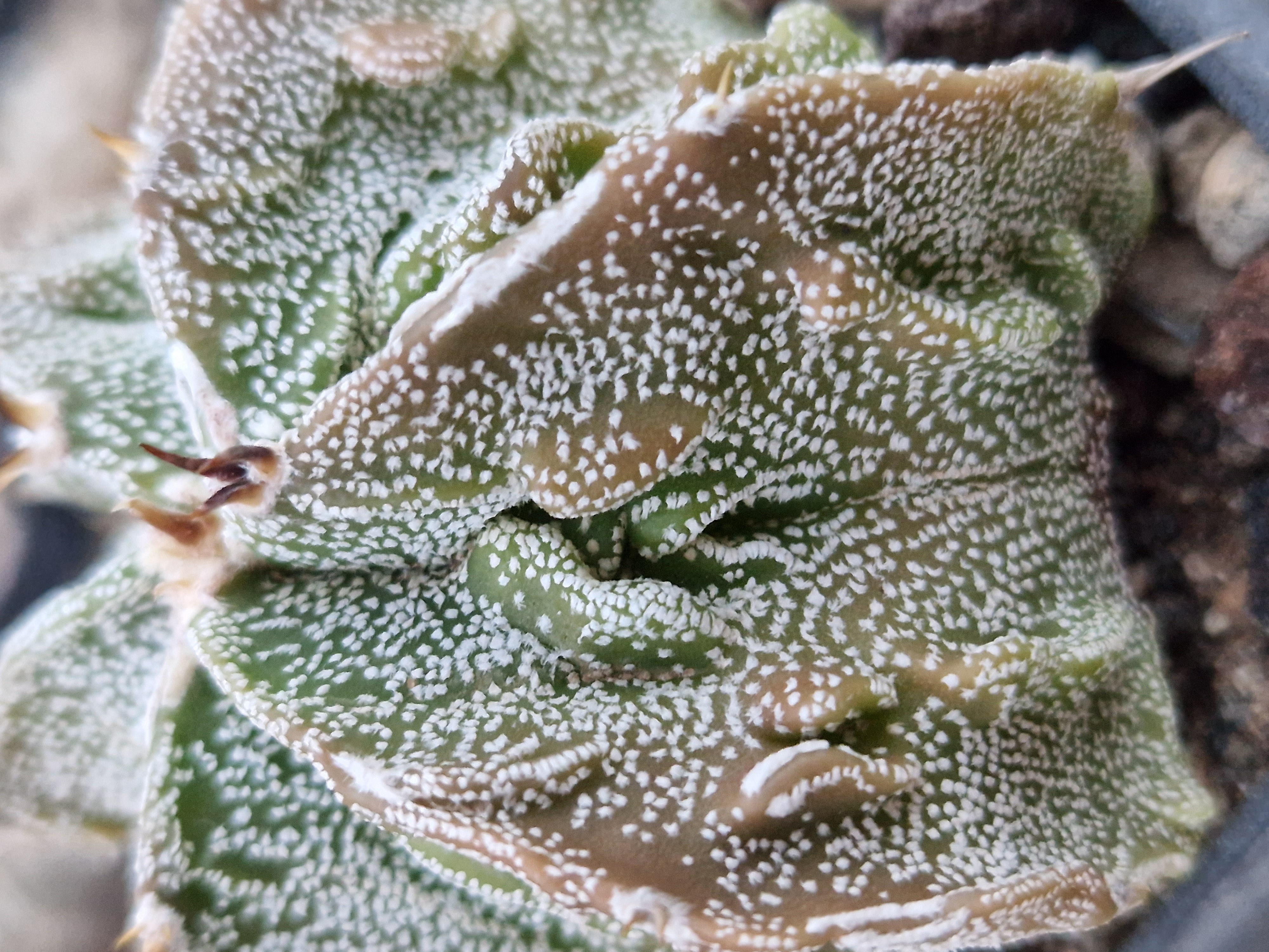 Astrophytum <br>myrio x ornatum fukuryu