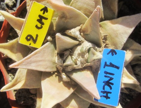 Ariocarpus <br>retusus