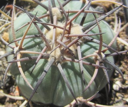 Echinocactus horizonthalonius