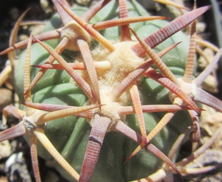 Echinocactus horizonthalonius