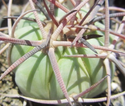 Echinocactus horizonthalonius