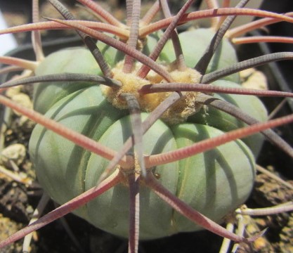 Echinocactus horizonthalonius