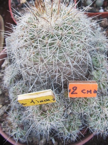 Turbinicarpus <br>horripilus