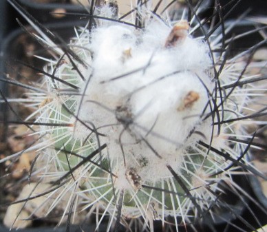 Turbinicarpus viereckii fa major