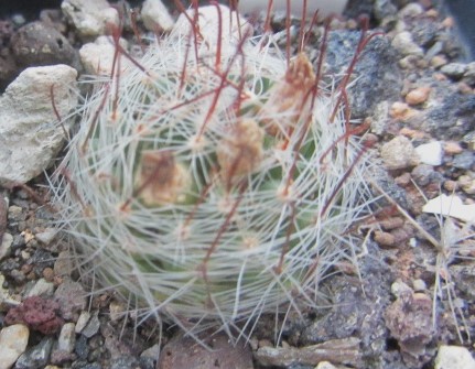 Mammillaria meridiorosei