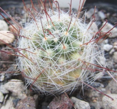 Mammillaria meridiorosei