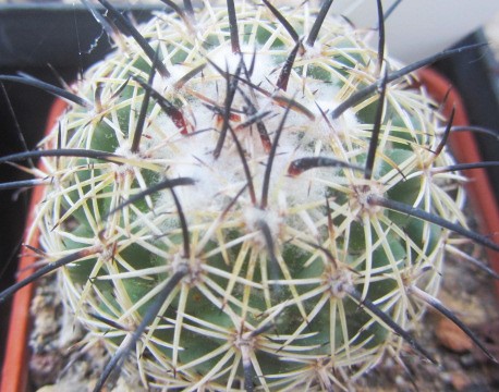 Coryphantha <br>jalapensis