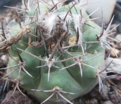 Matucana <br>paucicostata