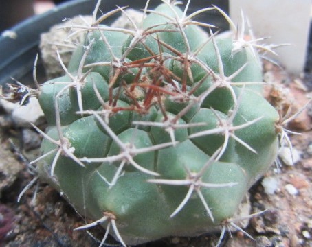 Matucana <br>paucicostata