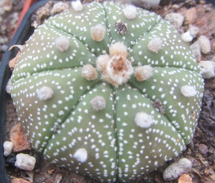 Astrophytum <br>asterias