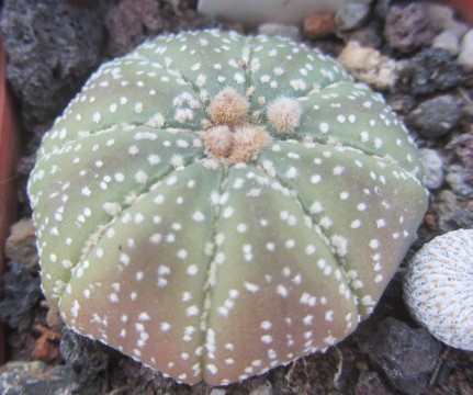 Astrophytum asterias