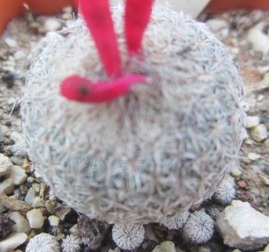 Epithelantha micromeris