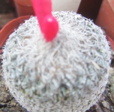 Epithelantha micromeris
