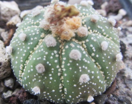 Astrophytum <br>asterias