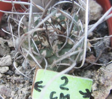 Turbinicarpus hybrid