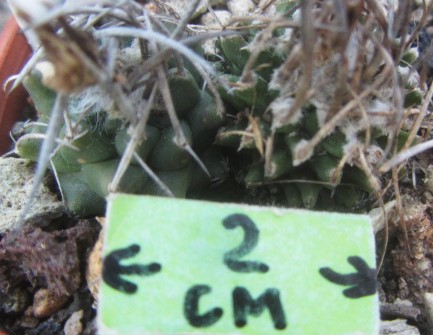 Turbinicarpus hybrid