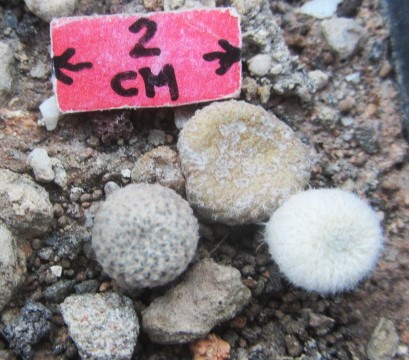 Puna <br>clavaroides