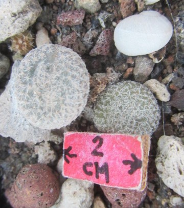 Puna clavaroides
