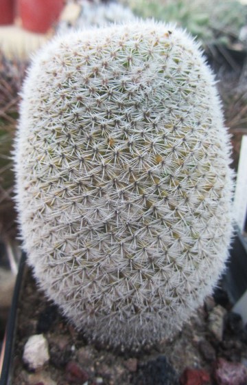 Mammillaria <br>aff crucigera 