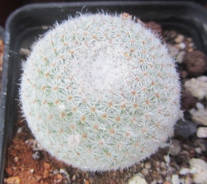 Mammillaria <br>aff crucigera ?