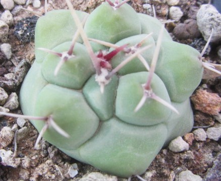 Thelocactus <br>rinconensis polycephalus 