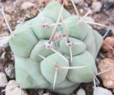 Thelocactus <br>rinconensis polycephalus 