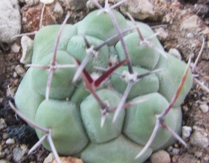 Thelocactus <br>rinconensis polycephalus 