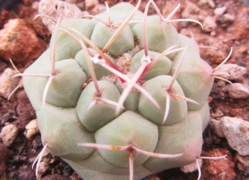 Thelocactus <br>rinconensis polycephalus 