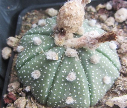 Astrophytum asterias
