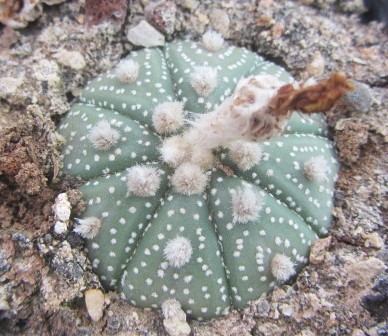 Astrophytum asterias