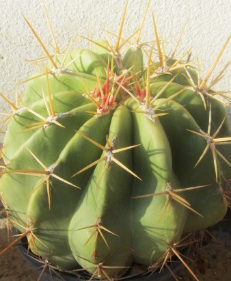 Ferocactus pottsii alamosanus