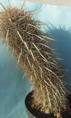 Machaerocereus  eruca