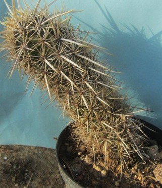 Machaerocereus  <br>eruca
