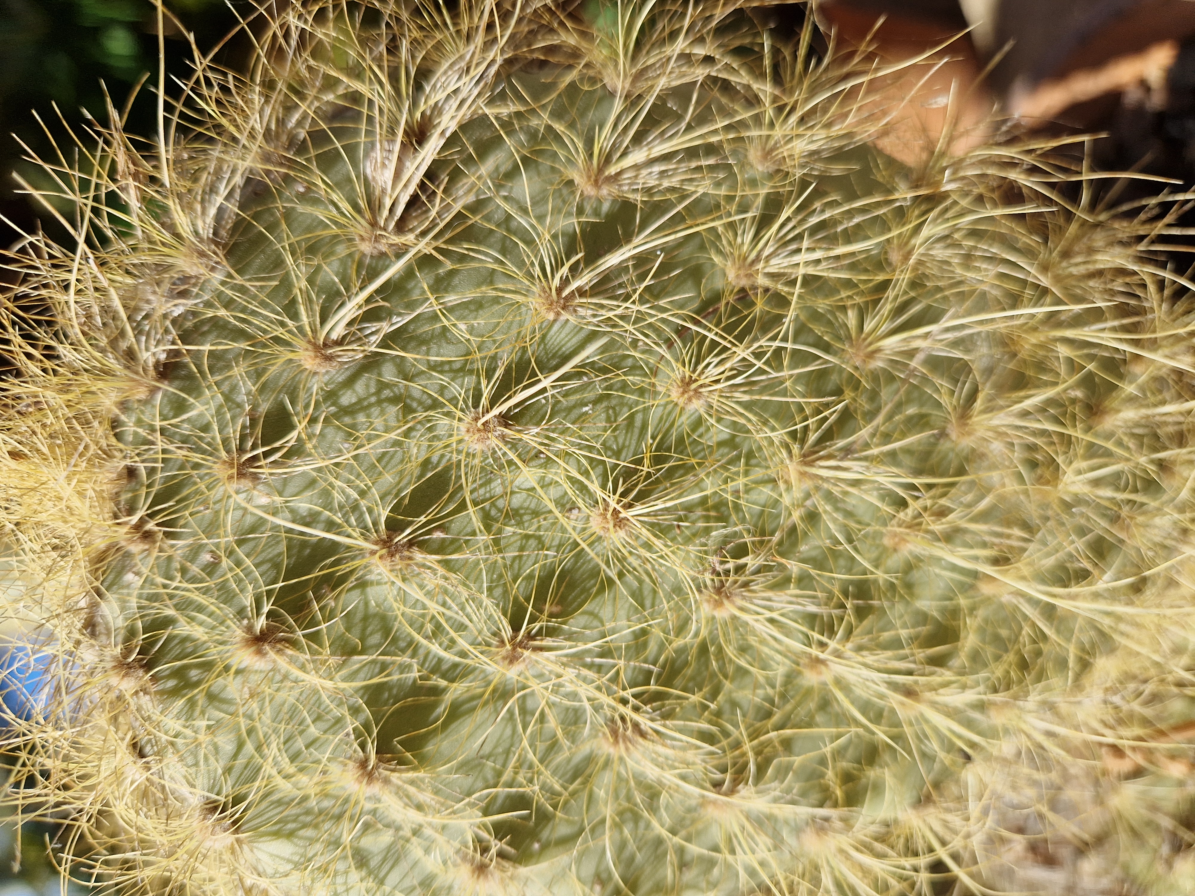 Opuntia galapageia