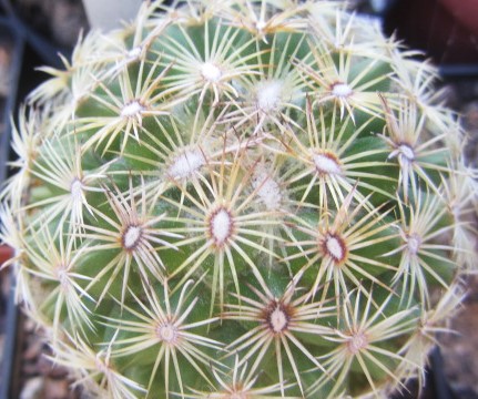 Coryphantha sp