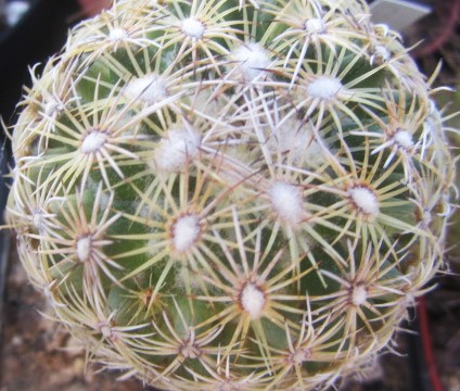 Coryphantha sp