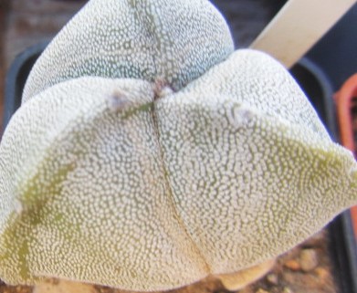 Astrophytum myriostigma tricostato