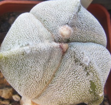 Astrophytum myriostigma tricostato