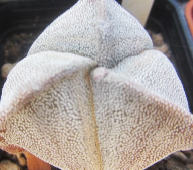 Astrophytum myriostigma tricostato