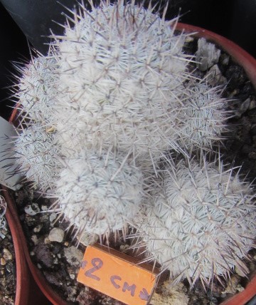 Mammillaria <br>sangelensis
