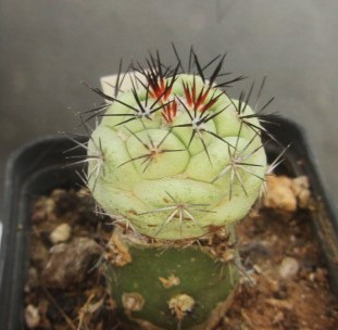 Ortegocactus  macdougalli
