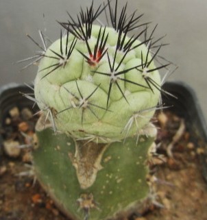 Ortegocactus  macdougallii