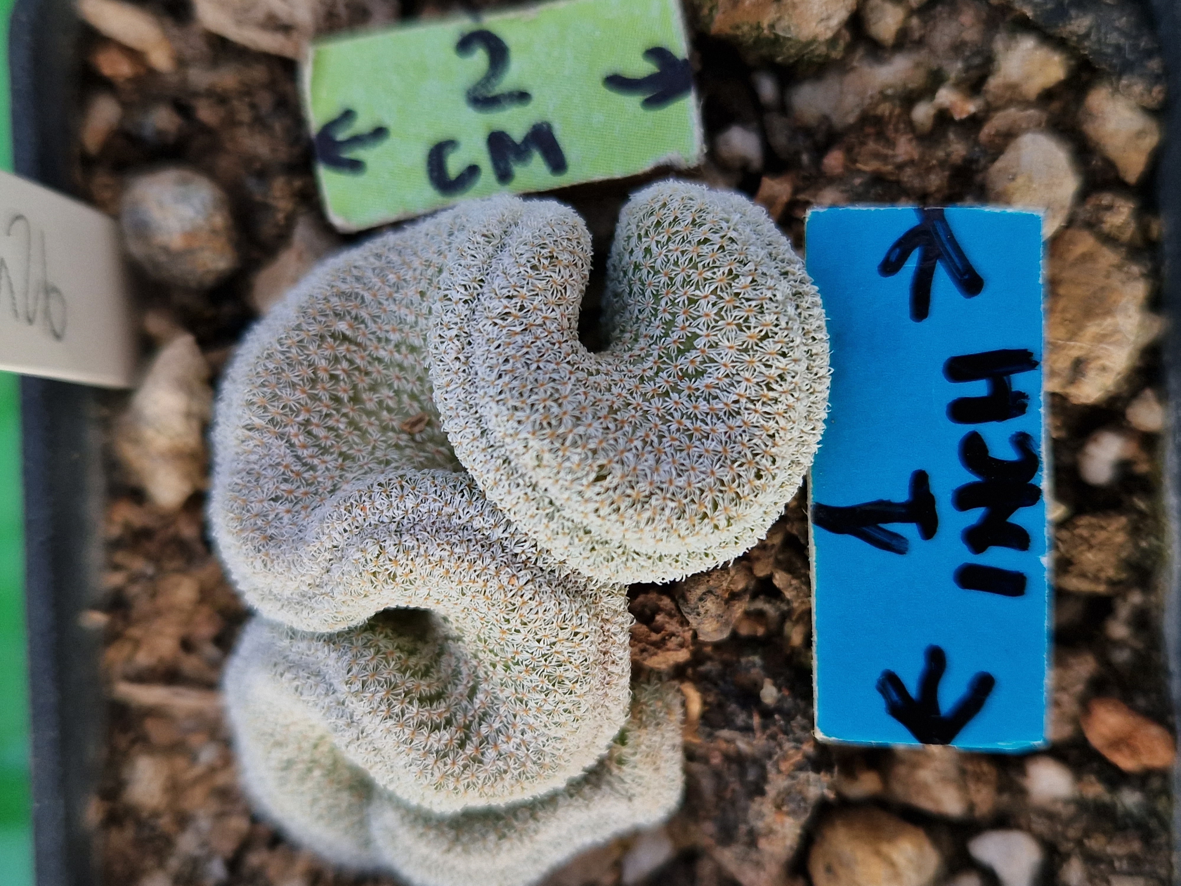 Epithelantha <br>pachyrhiza crestata