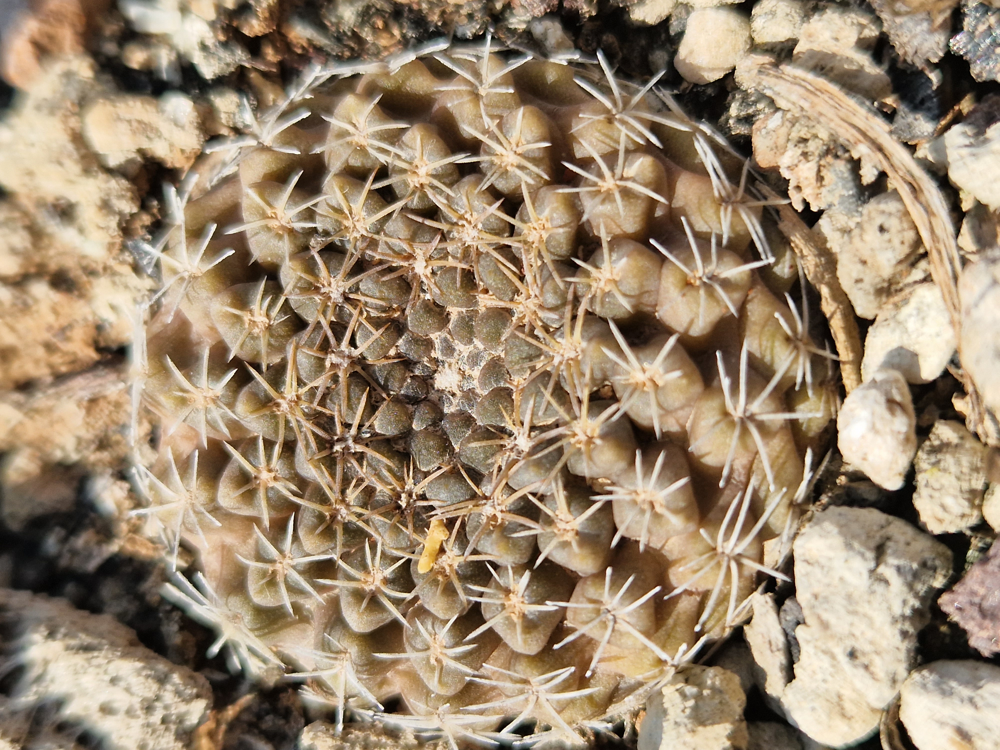 Thelocephala <br>