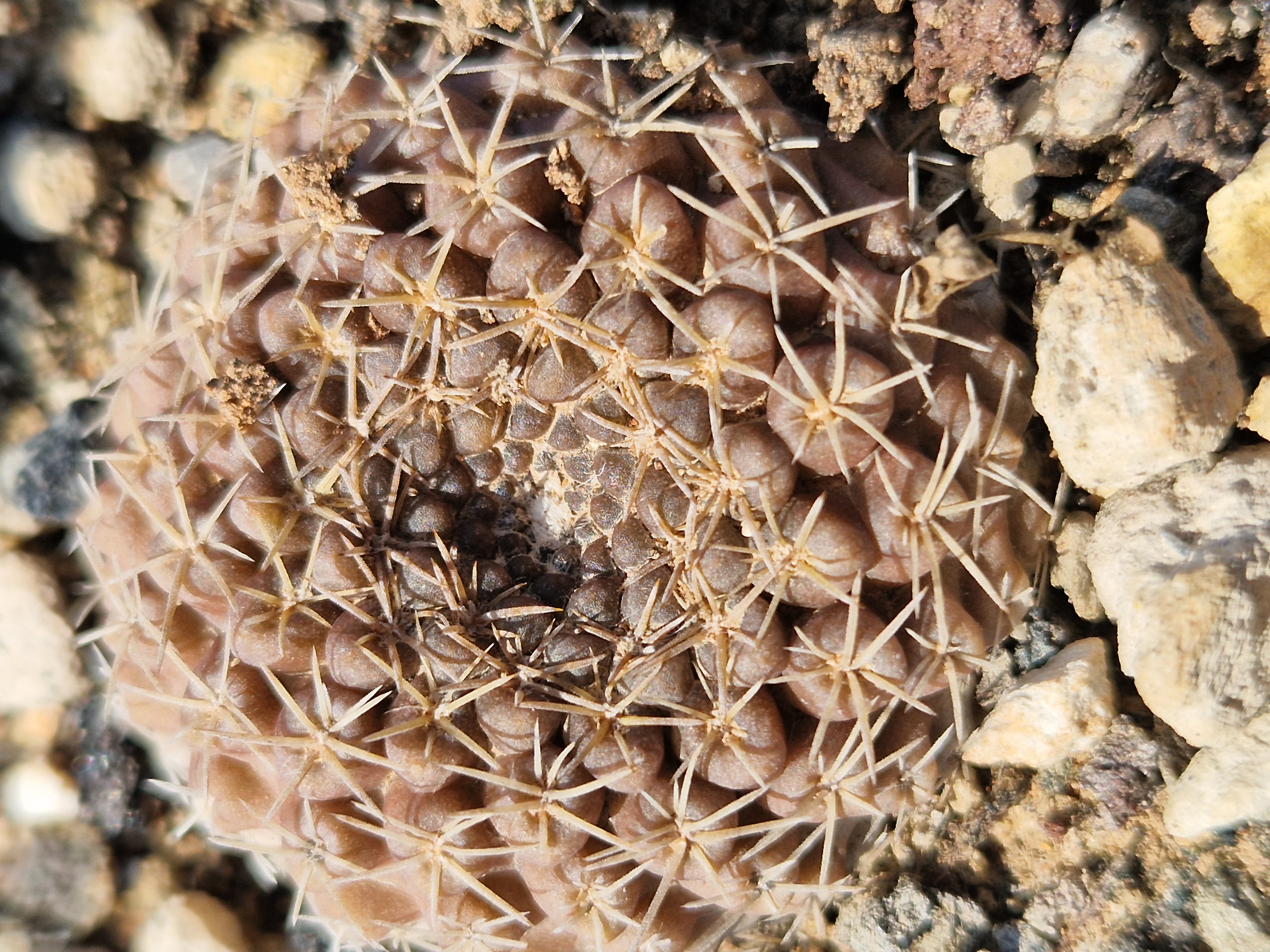 Thelocephala <br>
