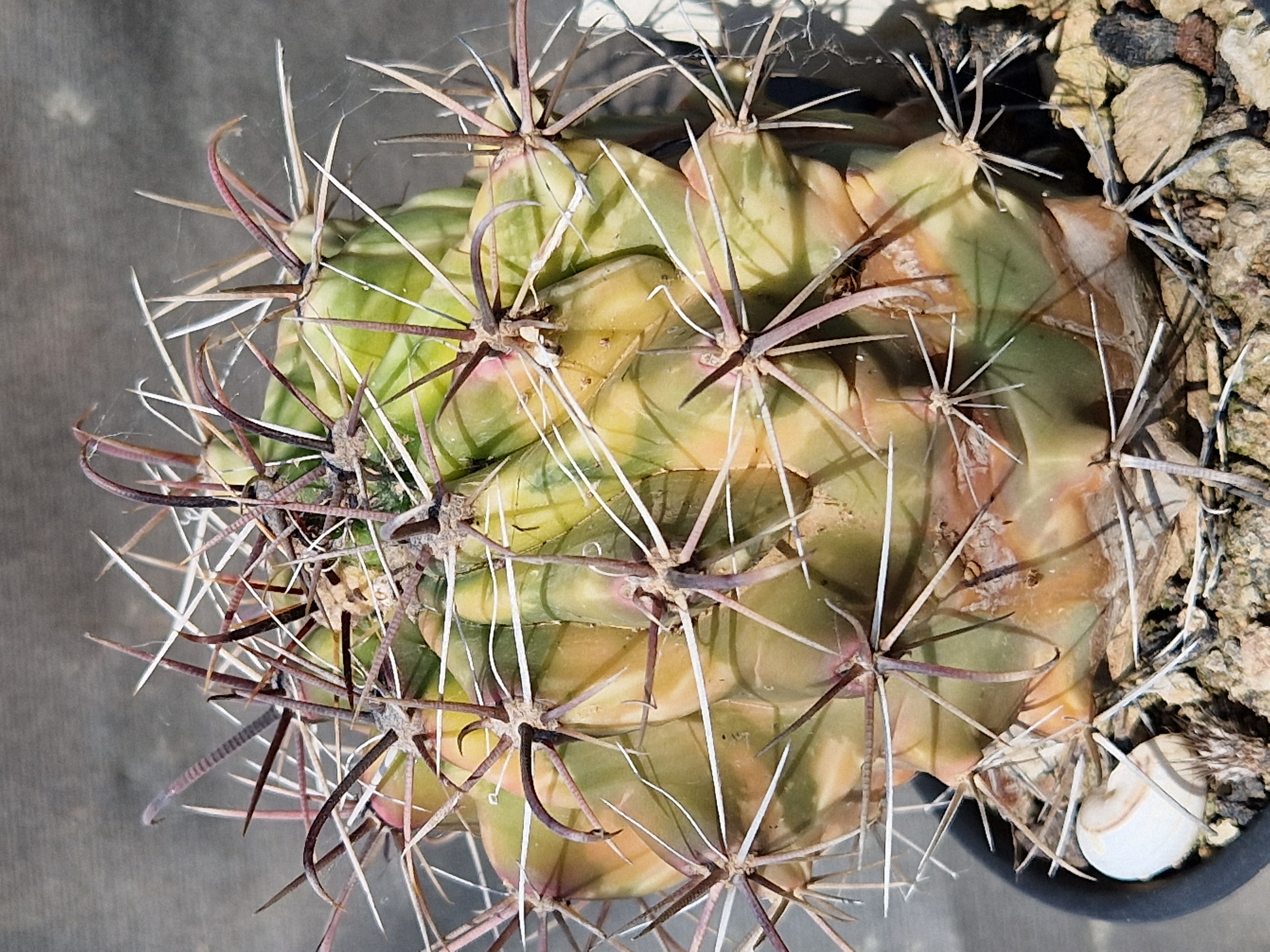 Ferocactus <br>gracilis gatesi variegato