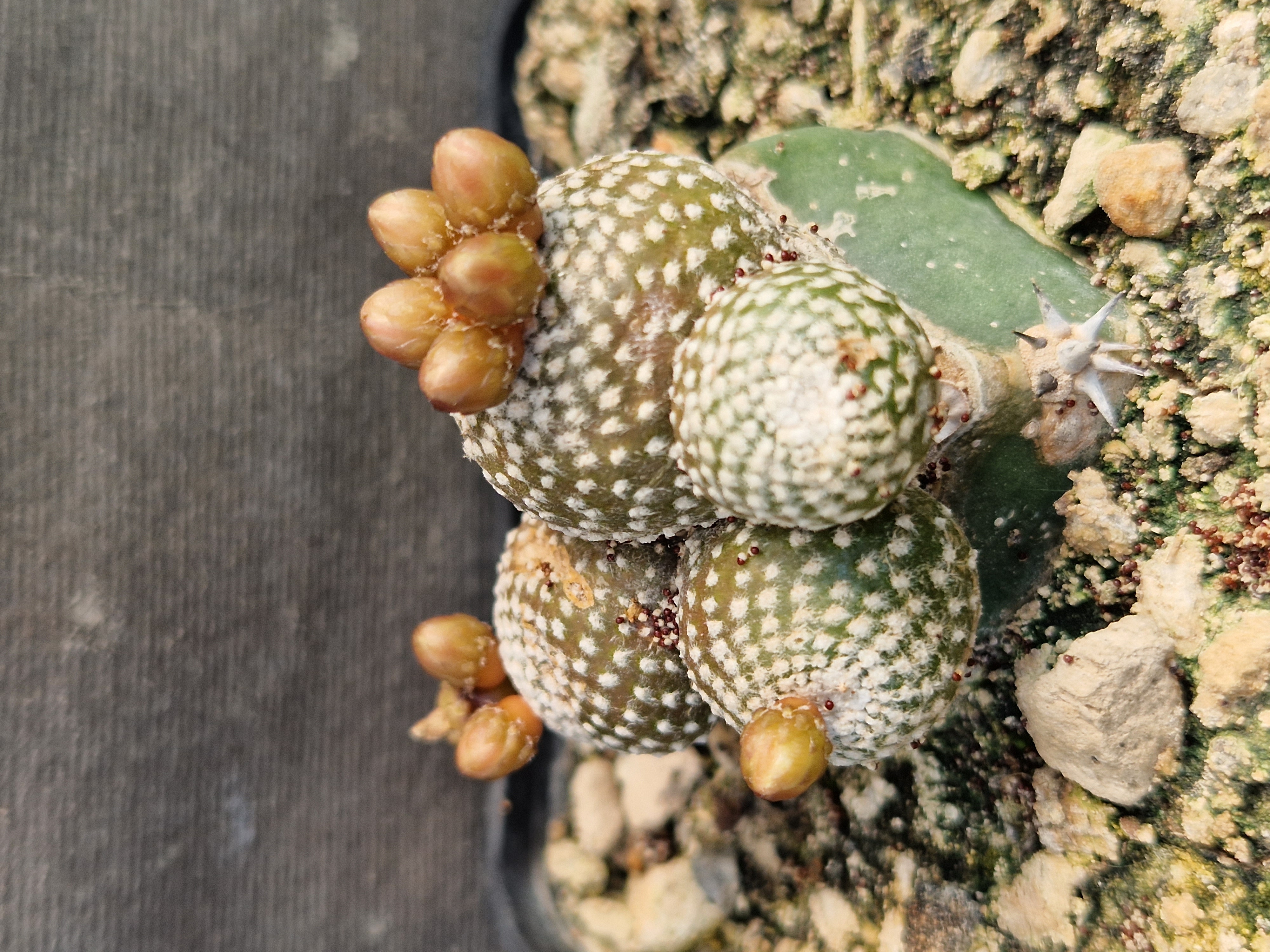 Blossfeldia <br>campaniflora