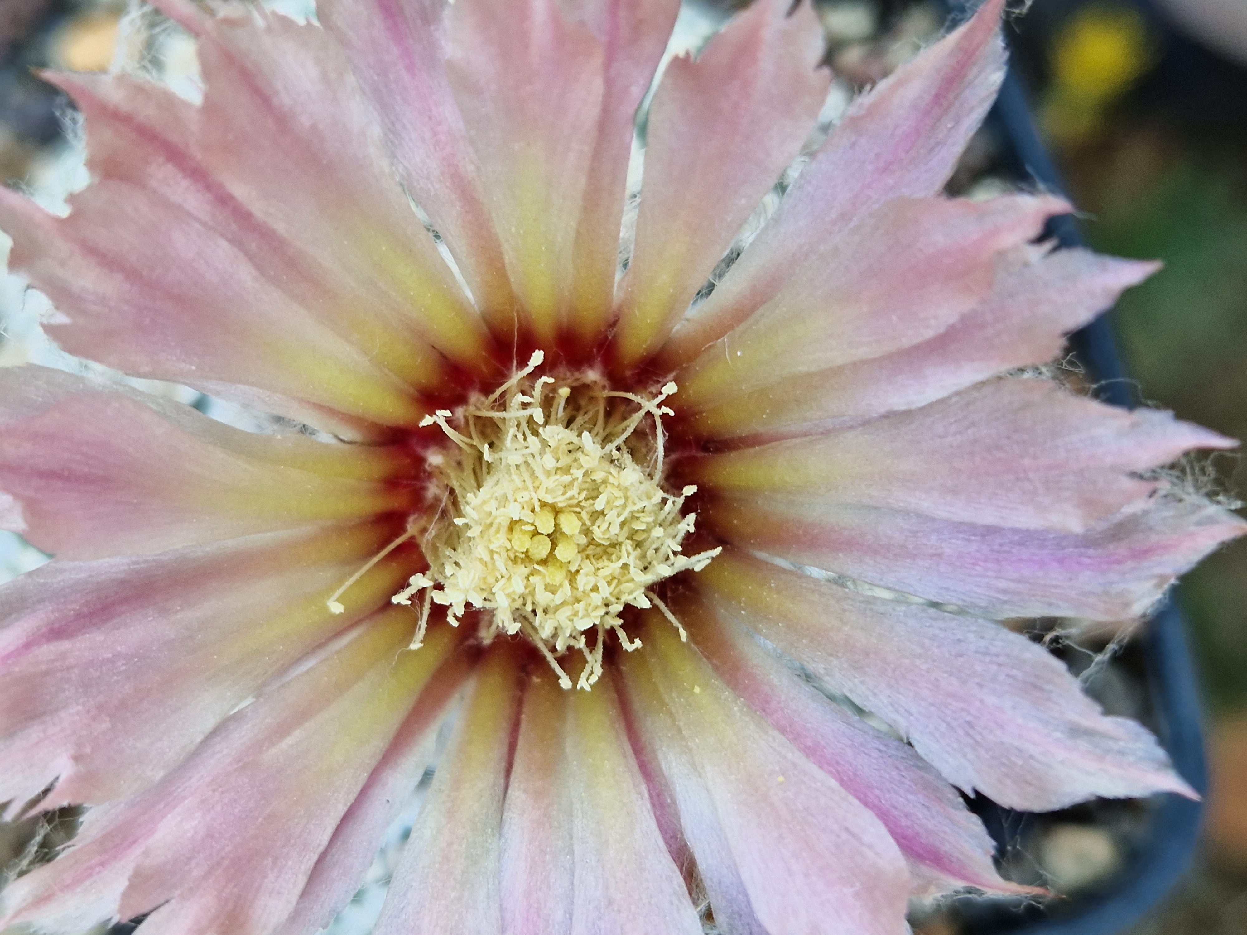Astrophytum <br>asterias kabuto