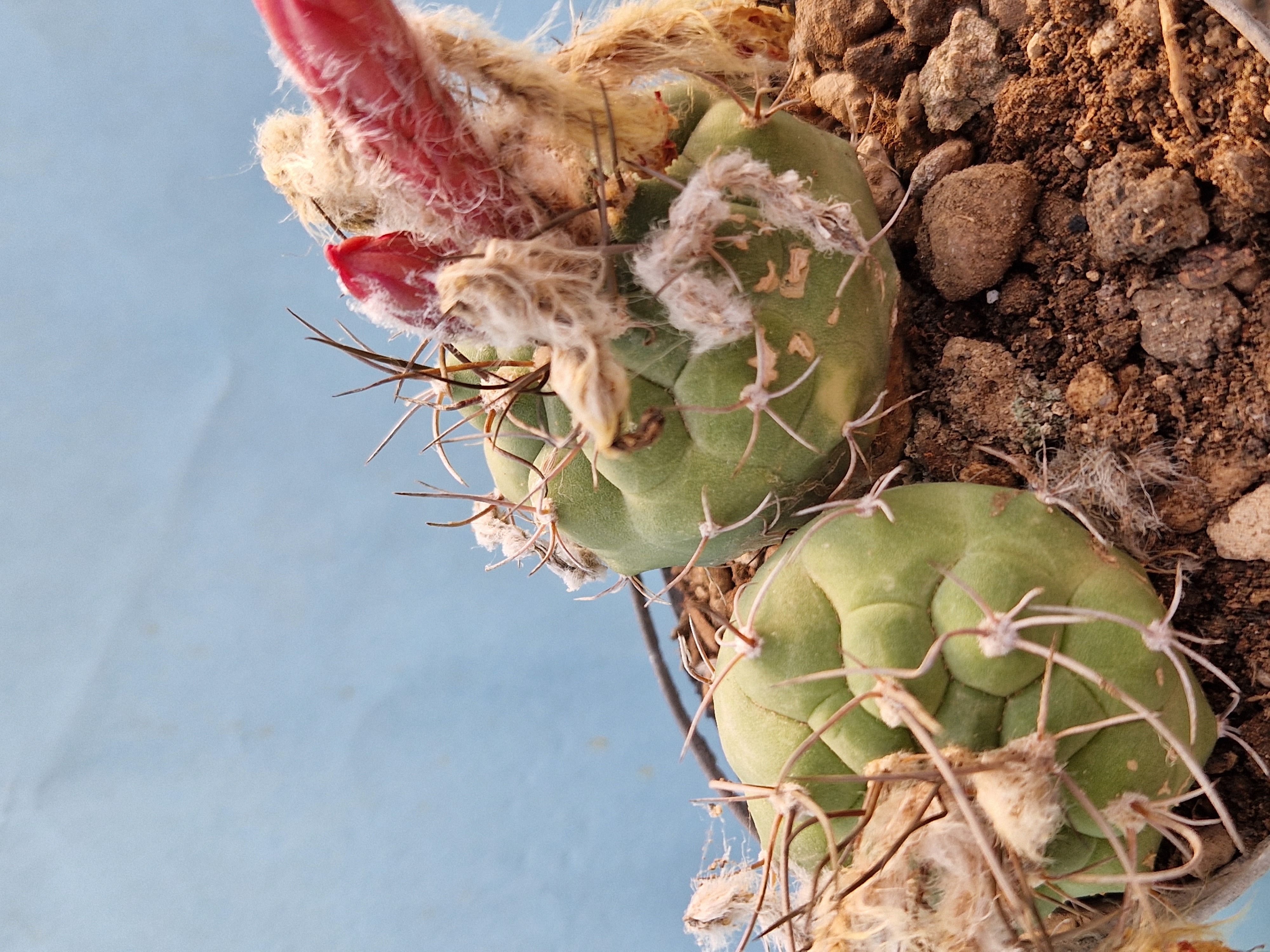 Matucana <br>madisoniorum pajupattii