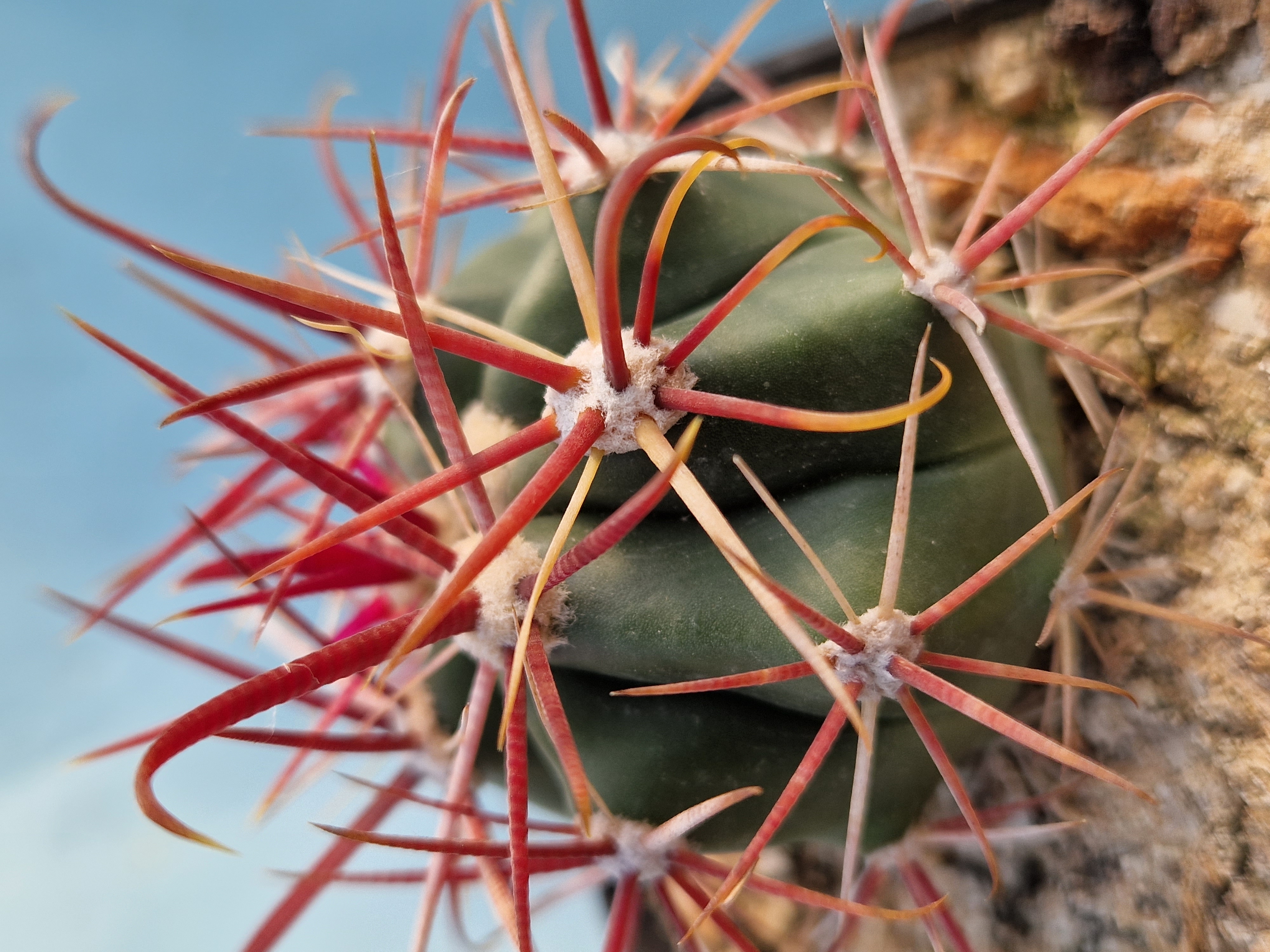 Ferocactus gracilis